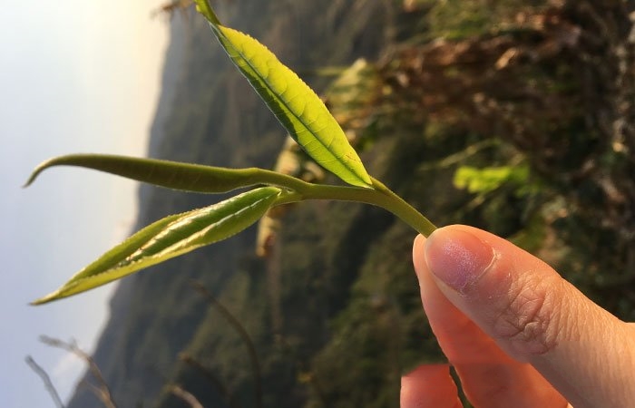 別傻傻一味追早頭采早春明前茶要弄明白