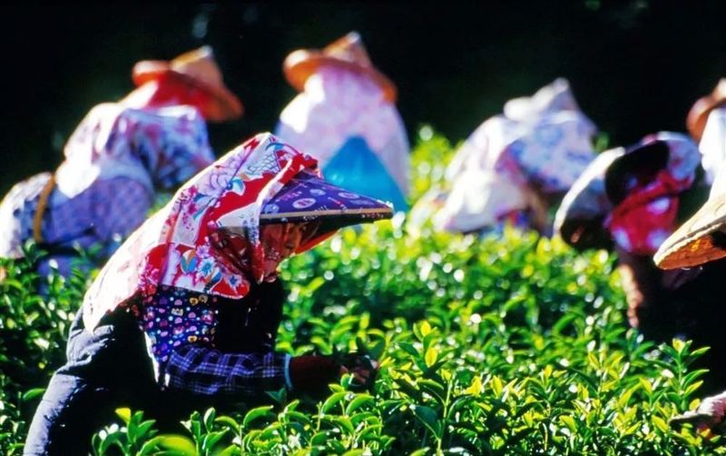 臺(tái)灣高山茶“熱”力來襲——臺(tái)灣高山茶助陣2019上海秋季茶博會(huì)