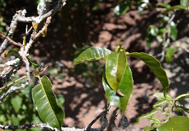 普洱茶夏茶