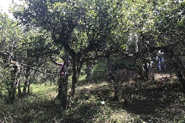 普洱茶古茶山與茶品