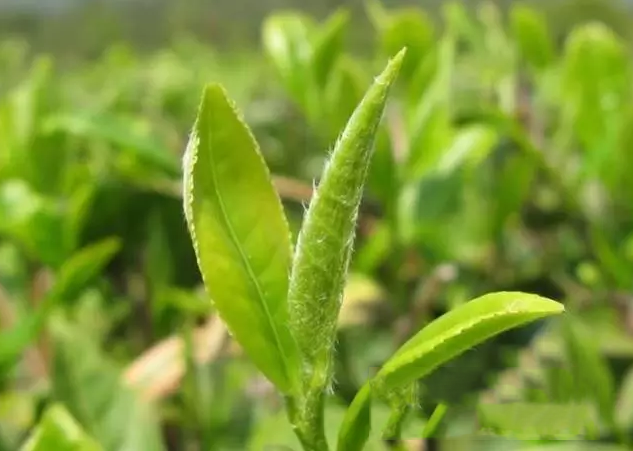 每杯茶湯里都藏著一個(gè)張無忌