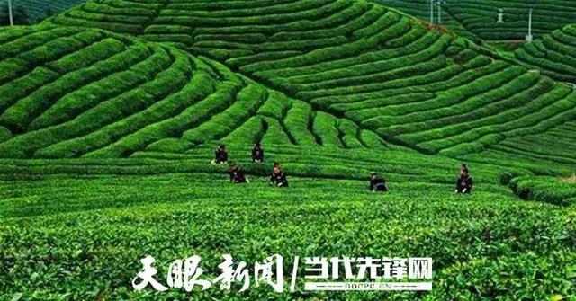 黔東南傾力打造“苗侗山珍”區(qū)域茶葉公共品牌