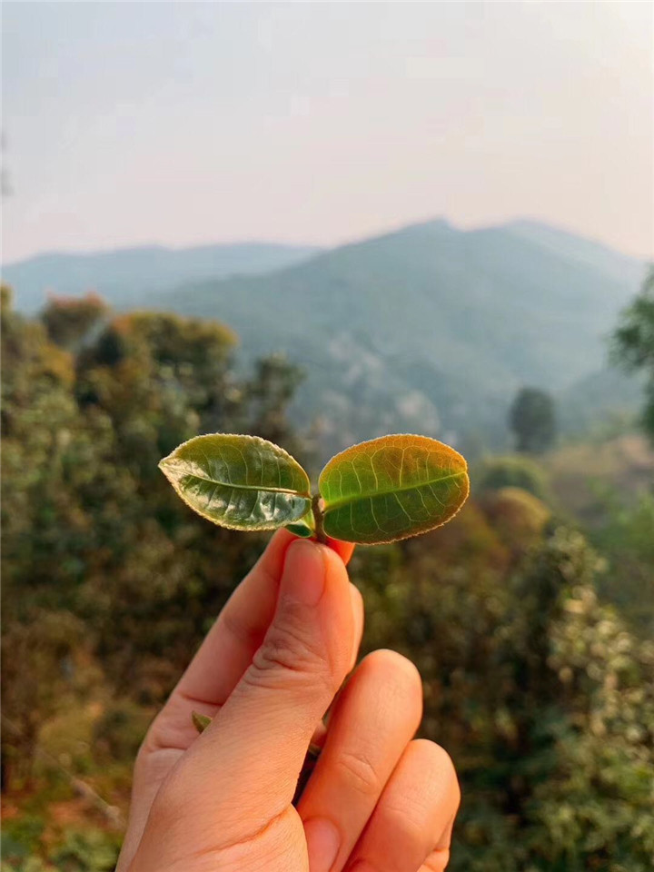 喝什么茶抗輻射？抗輻射效果最好茶