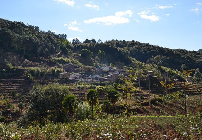 普洱茶山帕賽村