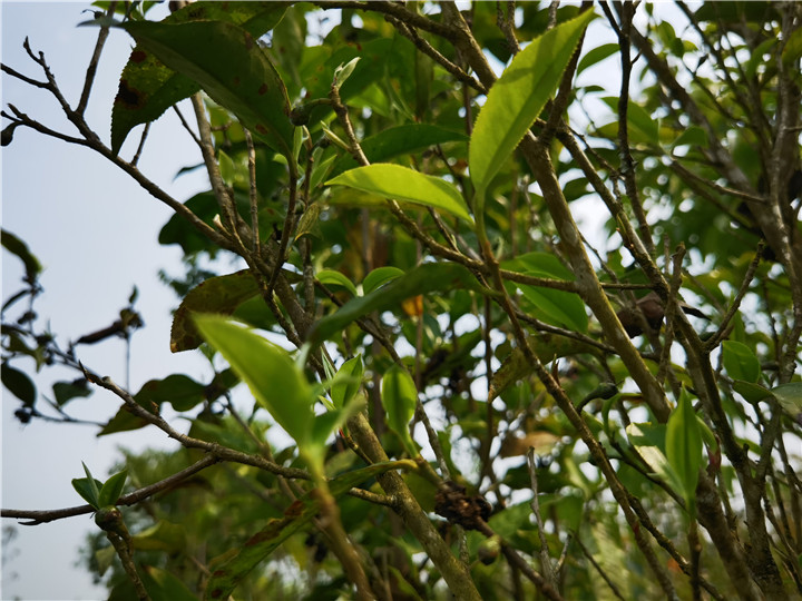 古樹茶與臺地茶有什么區(qū)別？