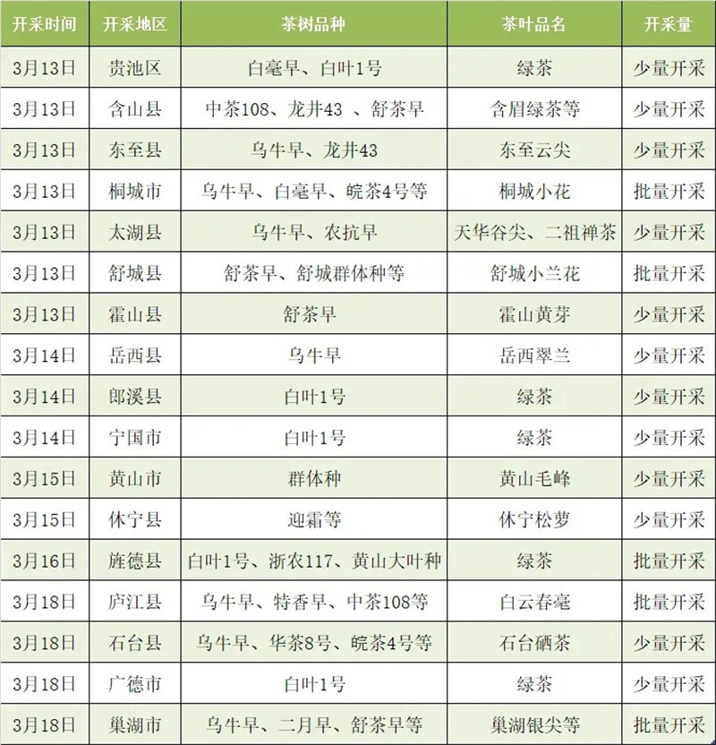 安徽省春茶即將迎來大面積開采