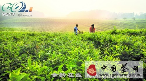 鳳岡30多萬畝茶葉“蘇醒” 茶農(nóng)搶時采秋茶