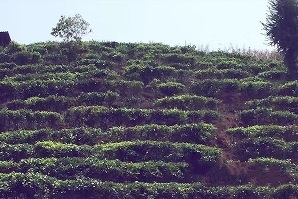 淺談提升思茅茶葉產(chǎn)業(yè)化程度的思路及對(duì)策舉措