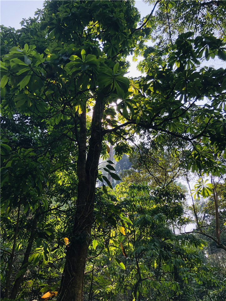 自帶雨林生長法則的高桿茶