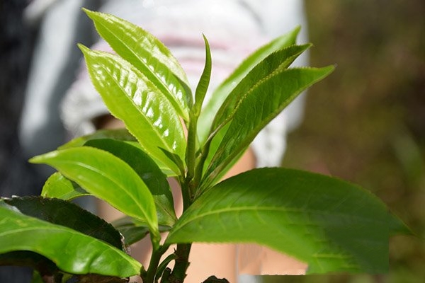 普洱茶的新茶、春茶、秋茶