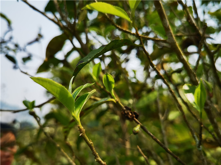 為什么喝普洱茶，不能錯過布朗山？