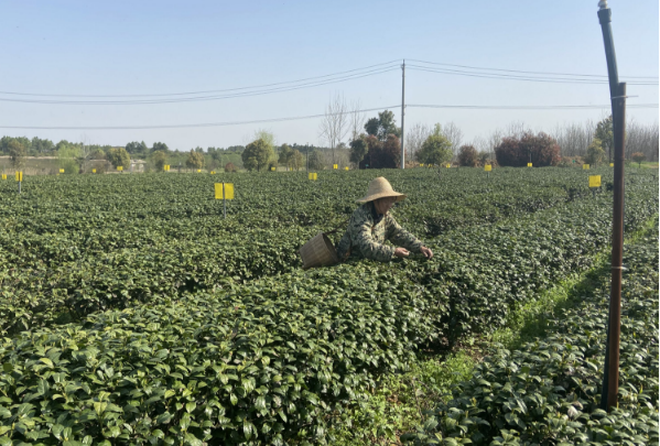 武漢綿陽：生態(tài)茶園出好茶 帶動(dòng)茶農(nóng)增收