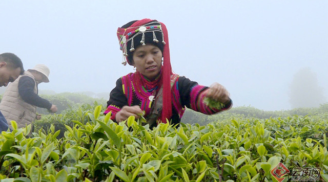 云南綠春?？祖?zhèn)：春茶收貨季 茶農(nóng)采茶忙