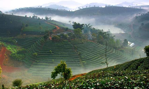 普洱營盤山：有機茶園前景好