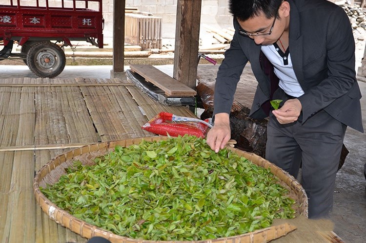 普洱茶的花色品種簡(jiǎn)介