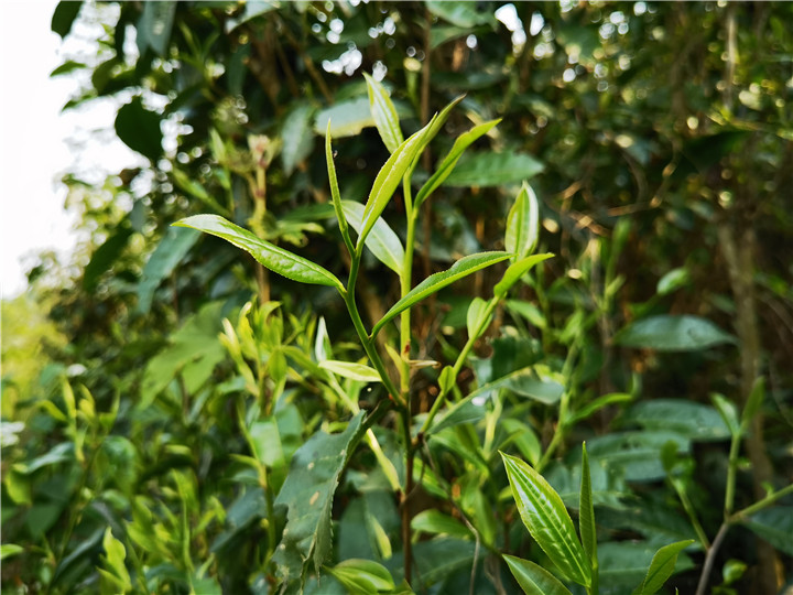 綠茶有哪些品種