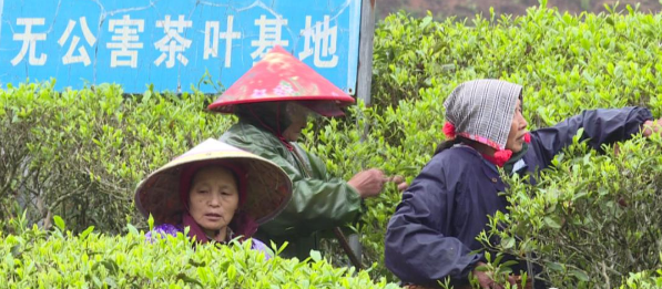 永隆鄉(xiāng)佛云山茶場 白茶春茶吐綠茶農忙