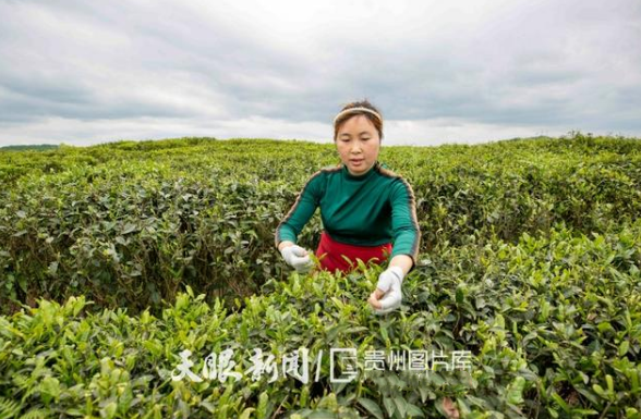 黔西新金村大力發(fā)展茶產(chǎn)業(yè)，助推脫貧攻堅(jiān)