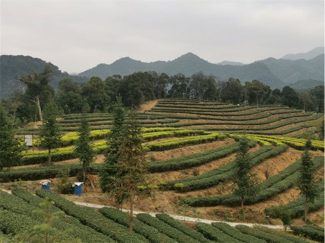 廣東始興：堅(jiān)持原生態(tài)種植，有機(jī)茶留住口齒茗香