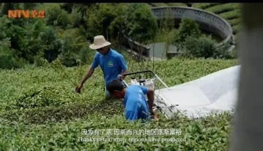 張國立“國際茶日”宣傳片首曝光，曾在四川雅安等地拍攝