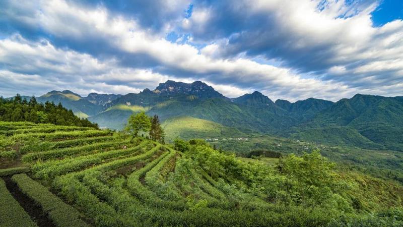 茶旅融合，峨眉高橋寨子村面貌一新