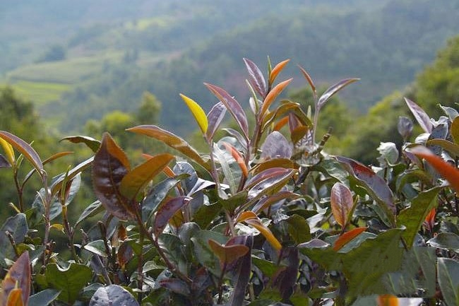 普洱茶屬于哪類茶