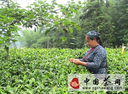 高縣：十年緊盯茶產(chǎn)業(yè) 黨支部引來致富泉(圖)