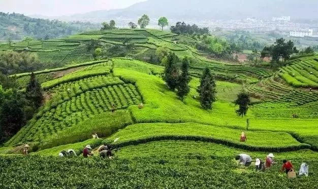 茶行業(yè)信息傳播加速，行業(yè)日益規(guī)范，做茶還有暴利嗎？