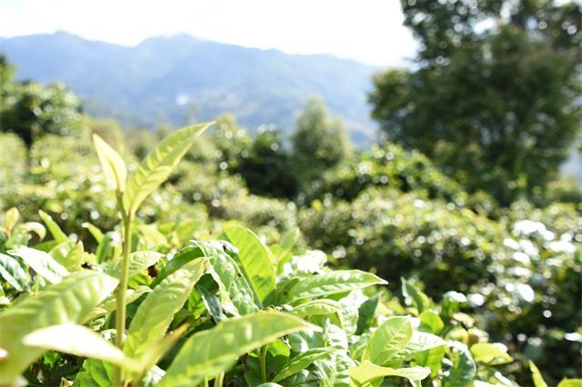 南漳公安進茶山 護航茶經(jīng)濟發(fā)展