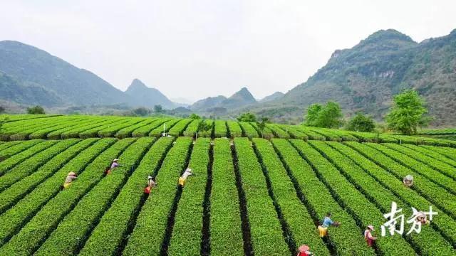 春茶品“鮮”正當(dāng)時(shí)，英德紅茶四月初將全面開(kāi)采