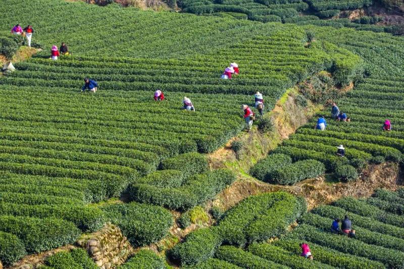 雅安名山區(qū)大力推動茶業(yè)，文旅相融助振興