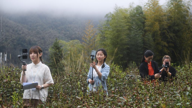 杭州東坑村：2000余畝高山有機(jī)茶正式開(kāi)采現(xiàn)場(chǎng)直播