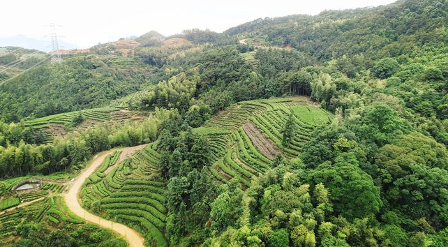 走進(jìn)赤溪龜山玉葉春茶制作現(xiàn)場