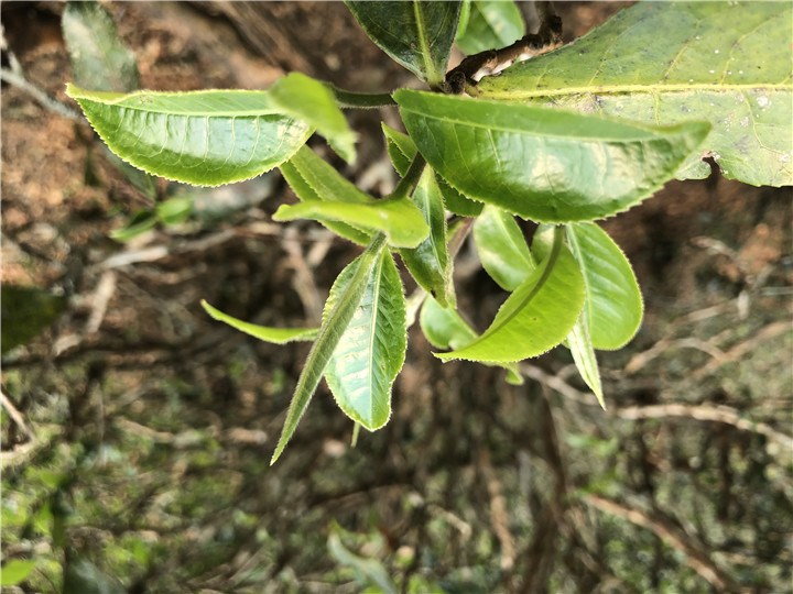 春茶的采摘標(biāo)準(zhǔn)