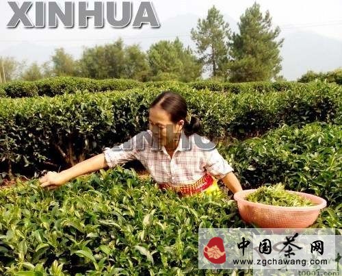 昭平縣16萬(wàn)多畝茶園晚秋茶采摘忙