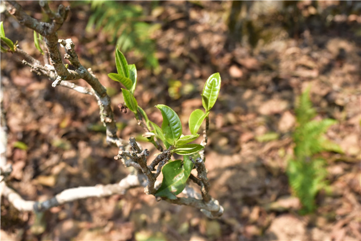 春茶上市，如何輕松區(qū)分新茶與陳茶？