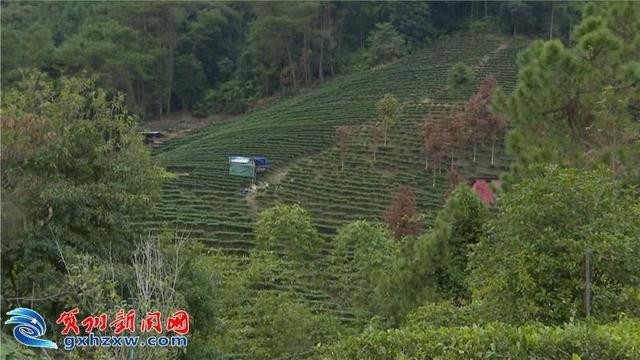 廣西賀州：推進茶業(yè)職業(yè)教育發(fā)展 助力昭平茶產業(yè)邁上新臺階