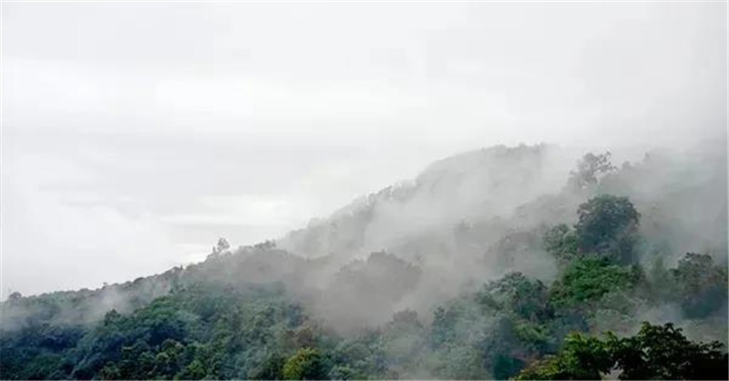 一任天真：春茶開采，一杯干凈純粹的古樹茶，源自西雙版納對自然的悉心保護(hù)