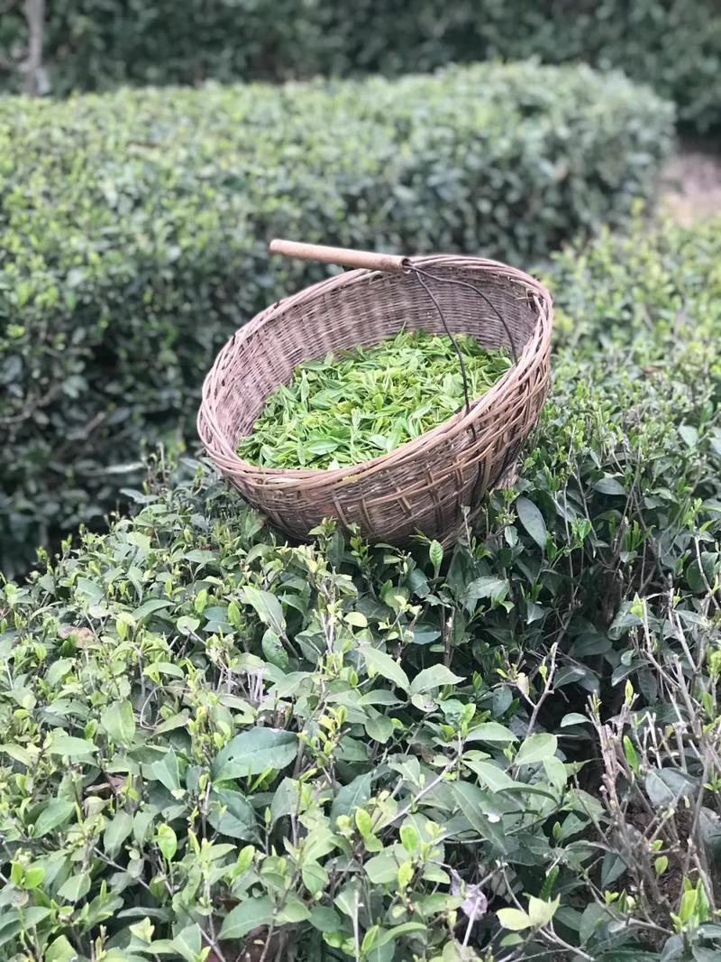 2019年陜西省茶產業(yè)及茶行業(yè) “十佳”推選活動實地調研：漢中市鎮(zhèn)巴縣