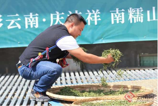 西雙版納南糯山多依寨：因茶而富起來的村寨