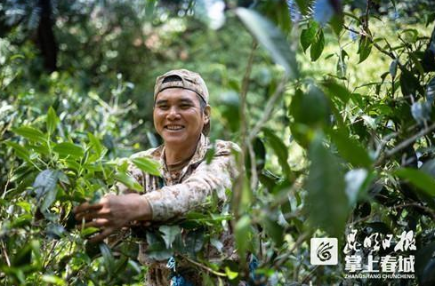 云南春茶逐漸上市！古樹茶持續(xù)“發(fā)燒”有機(jī)茶漸行漸穩(wěn)