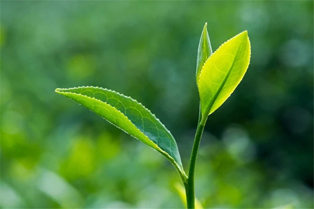 貴陽：百花湖溫水村發(fā)展茶葉種植助村民脫貧致富