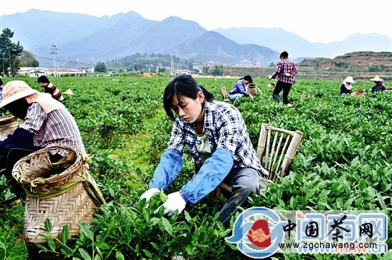 鐵觀音早秋茶上市 濃香型鐵觀音產(chǎn)量將提高