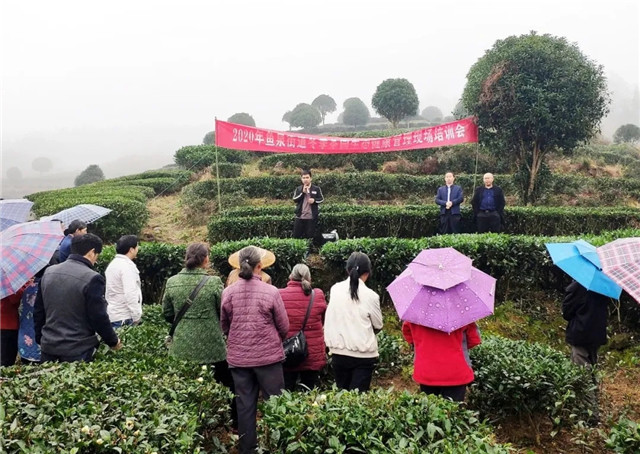 湄潭魚泉街道：綠色生態(tài)管護，打造優(yōu)質茶園！