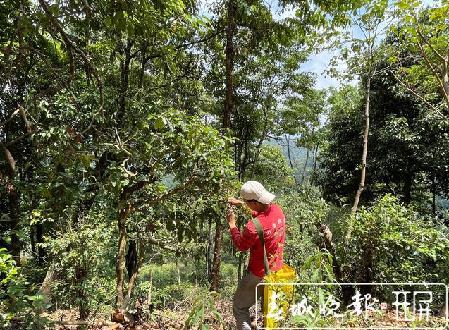 南糯山古樹春茶產(chǎn)量高于去年，“一品一碼”可精準(zhǔn)溯源