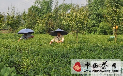 宜賓高縣茶葉產(chǎn)值同比增長(zhǎng)22.6%