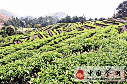 莆田龜山茶園：皇家貢茶幾經荒蕪首收成(圖)