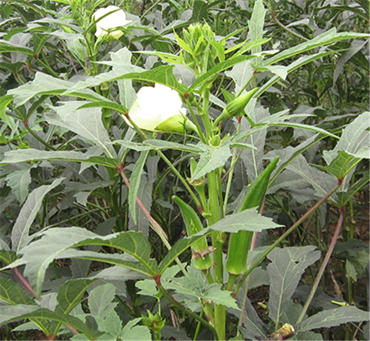 黃秋葵花茶原來(lái)還是養(yǎng)生茶飲