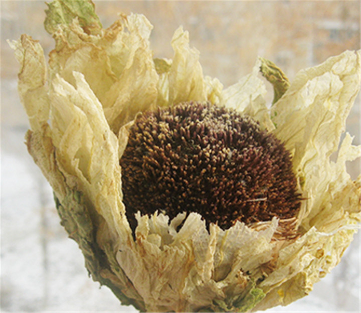 甲亢可以喝雪蓮花茶嗎？