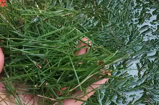 松針茶是紅茶還是綠茶，松針屬于紅茶還是綠茶？